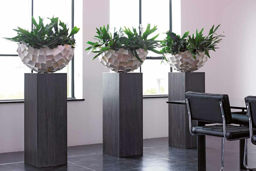 Hydrogärtnerei Höfer – Inspirationen Frühjahr 2025